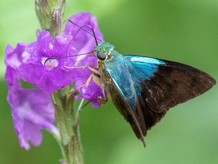 Costa Rica Reptiles and Insects